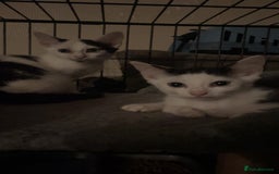 Mixed Breed cats for sale: 13 week old male kitten  - Image 2