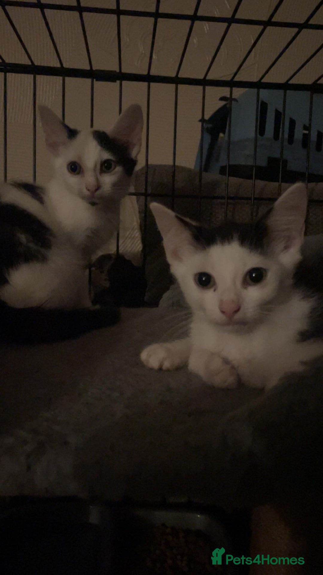 Mixed Breed cats for sale: 13 week old male kitten  - Image 2