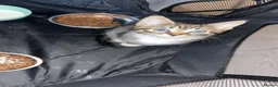 Mixed Breed cats for sale: 2 gorgeous kittens looking for their homes  - Advert 4