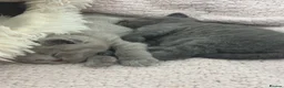 British Shorthair cats for sale: 🏆 British Shorthair Kittens🏆 - Advert 12