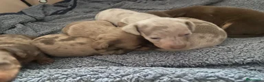 Miniature Dachshund 2