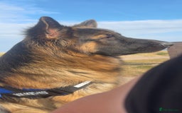 German Shepherd dogs for sale: German Shepherd Puppies Ready from 15th November - Image 13