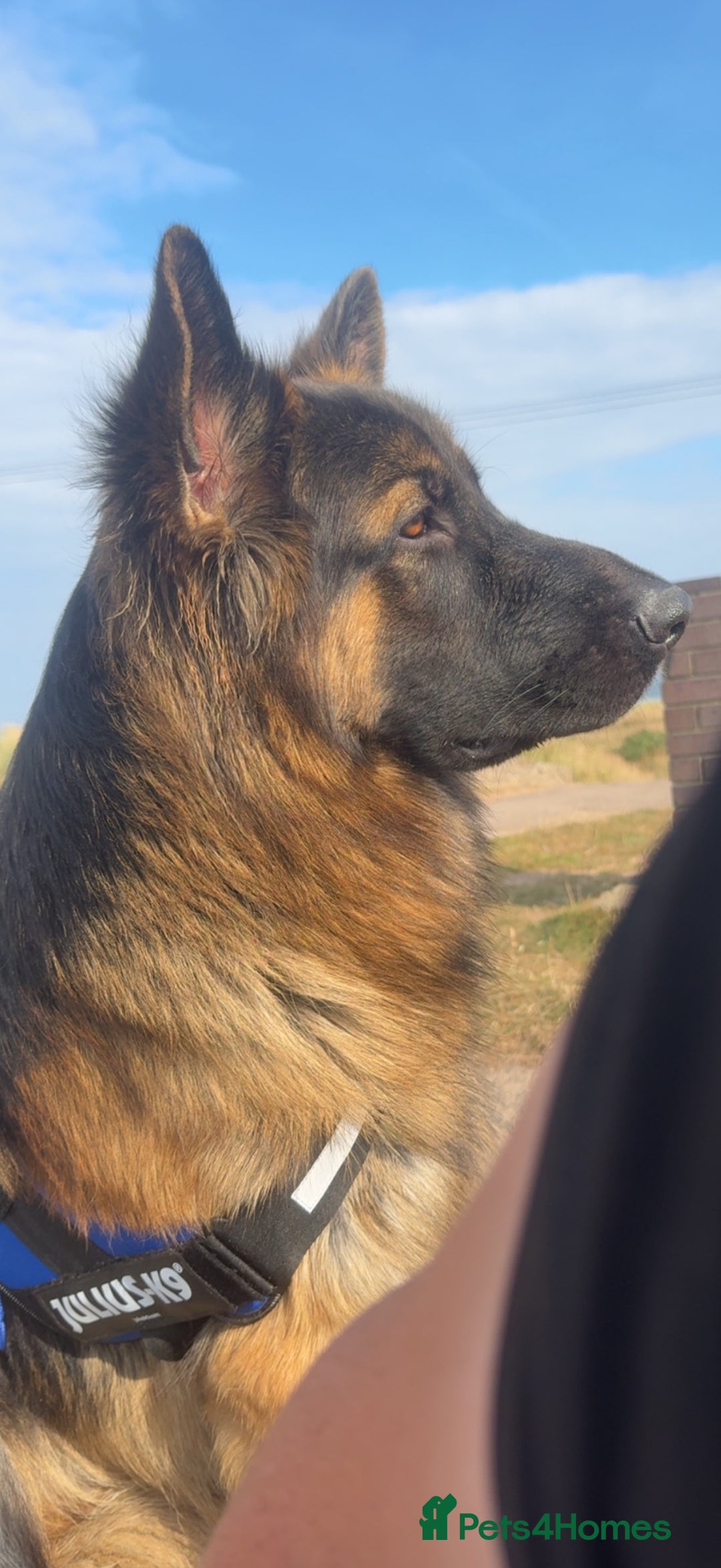 German Shepherd dogs for sale: German Shepherd Puppies Ready from 15th November - Image 13