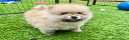 Pomeranian dogs for sale: Adorable, KC Registered Pomeranian Puppies in Colchester - Advert 29