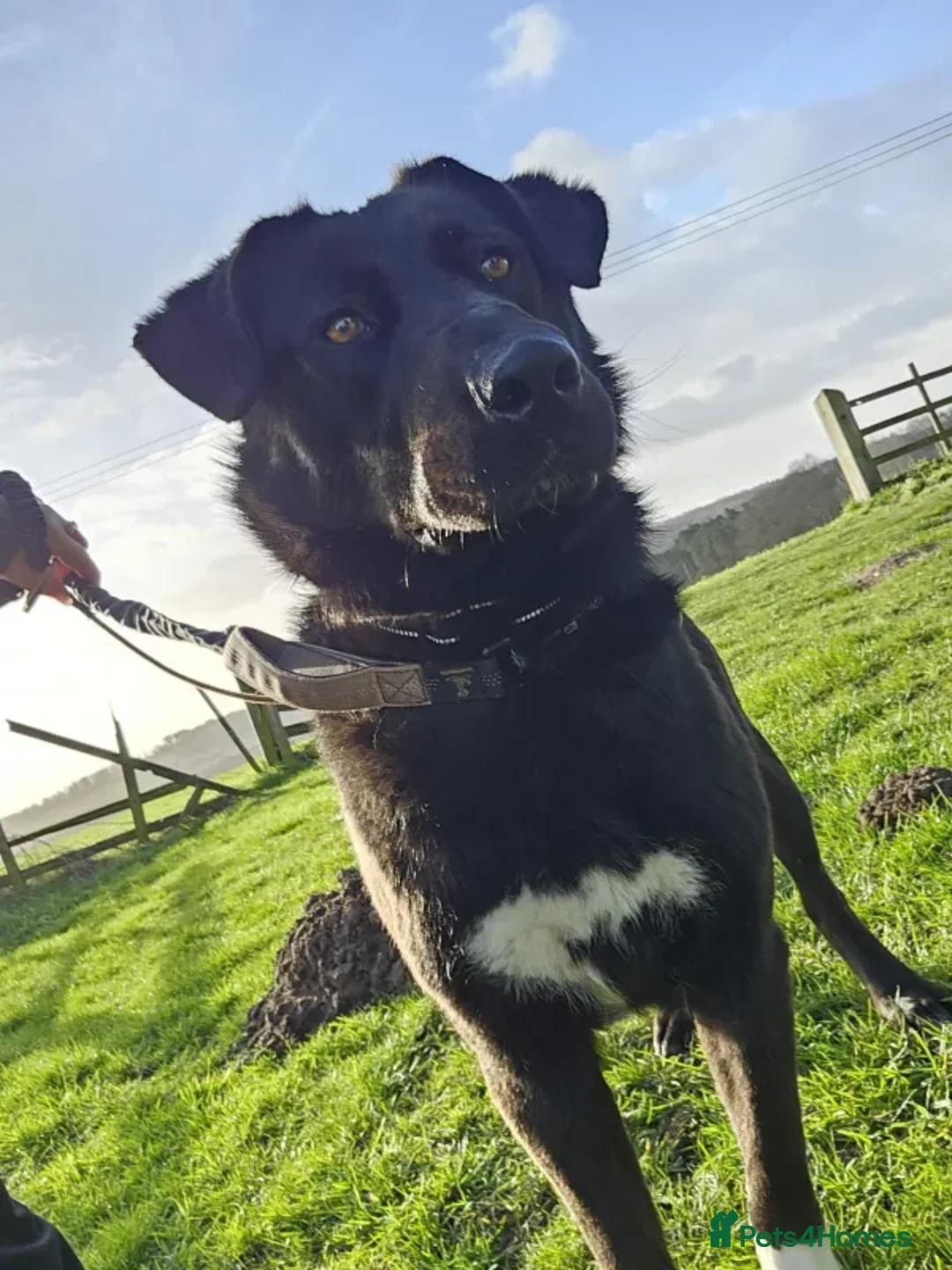 Mixed Breed dogs for adoption: Jess  - Advert 2