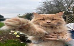 Maine Coon cats for stud: Maine Coon Stud: Clear for all genetic diseases in Peterborough - Image 5
