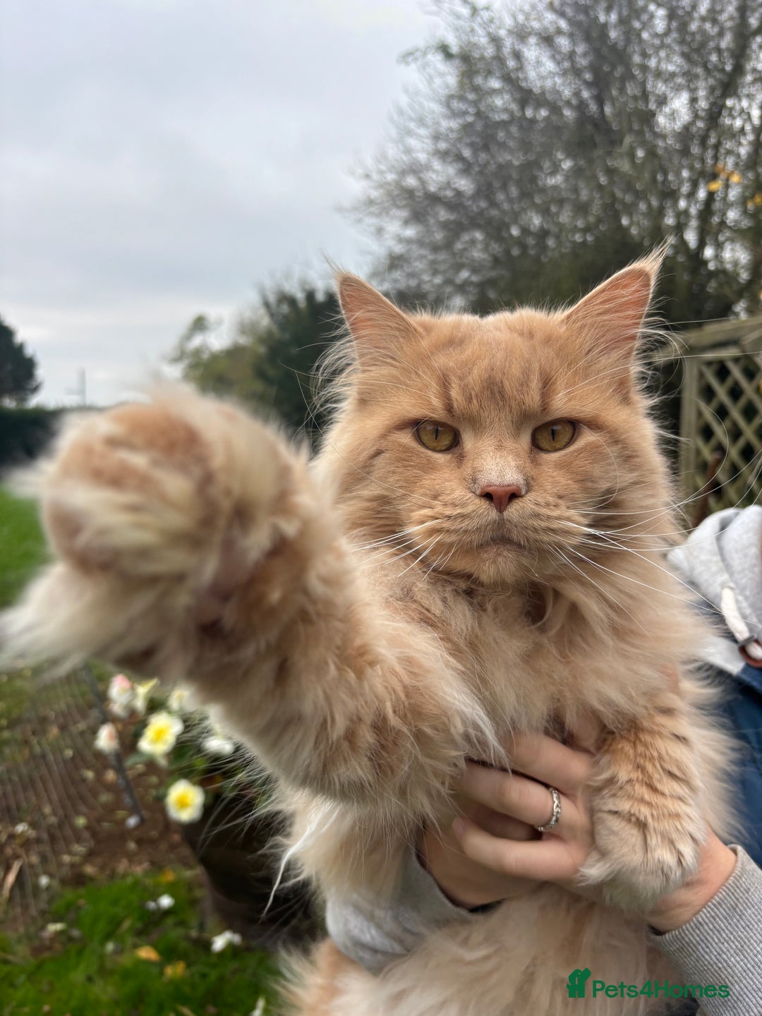 Maine Coon cats for stud: Maine Coon Stud: Clear for all genetic diseases in Peterborough - Image 5