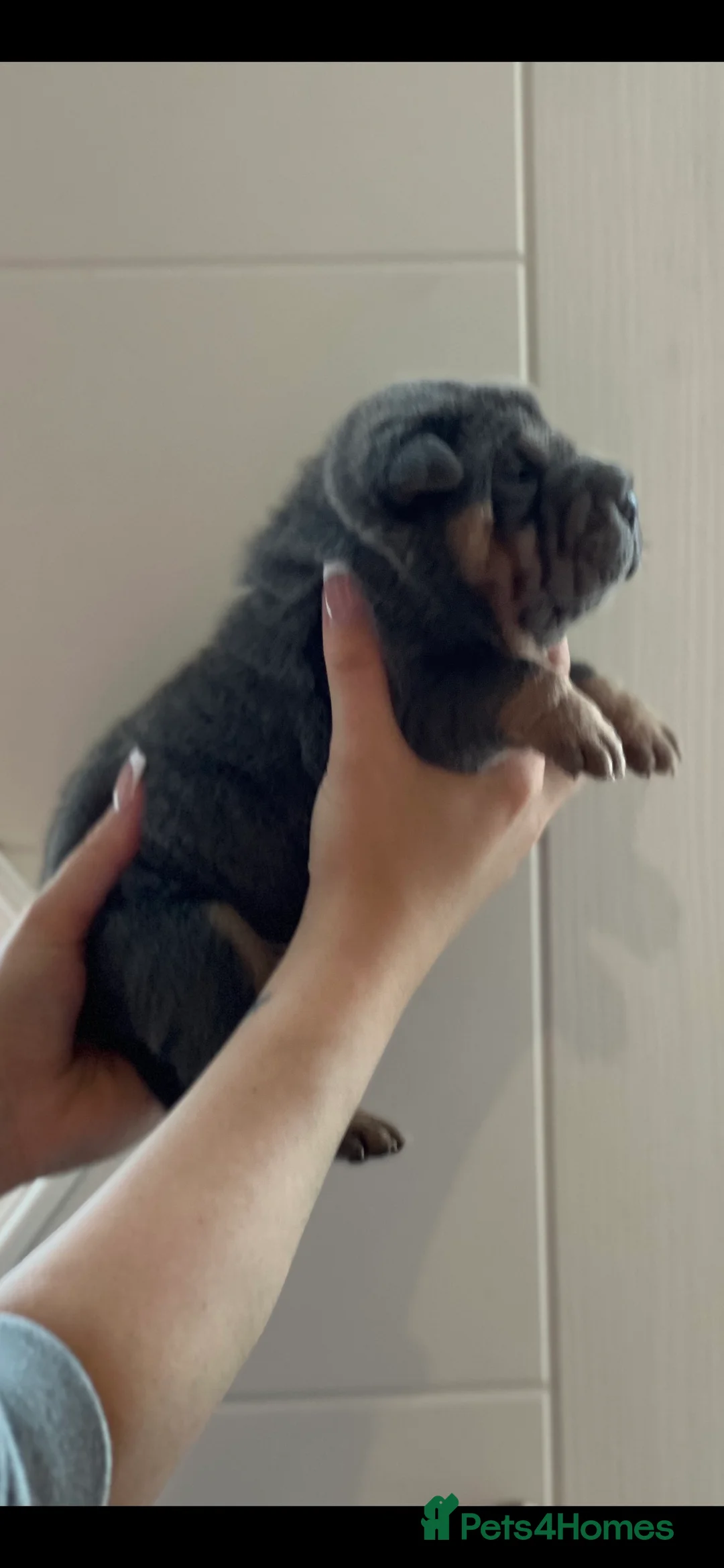 Shar Pei dogs for stud: kc reg health tested bva eye tested  in Sunderland - Advert 13