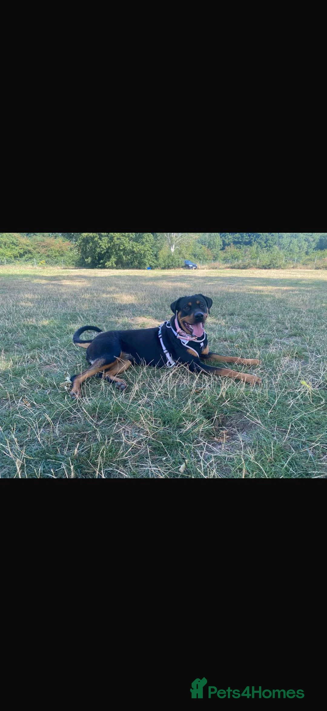 Rottweiler dogs for sale: Beautiful Rottweiler 20 Months Old - Advert 5