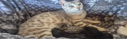 Bengal cats for sale: Bengal X British shorthair - Advert 1