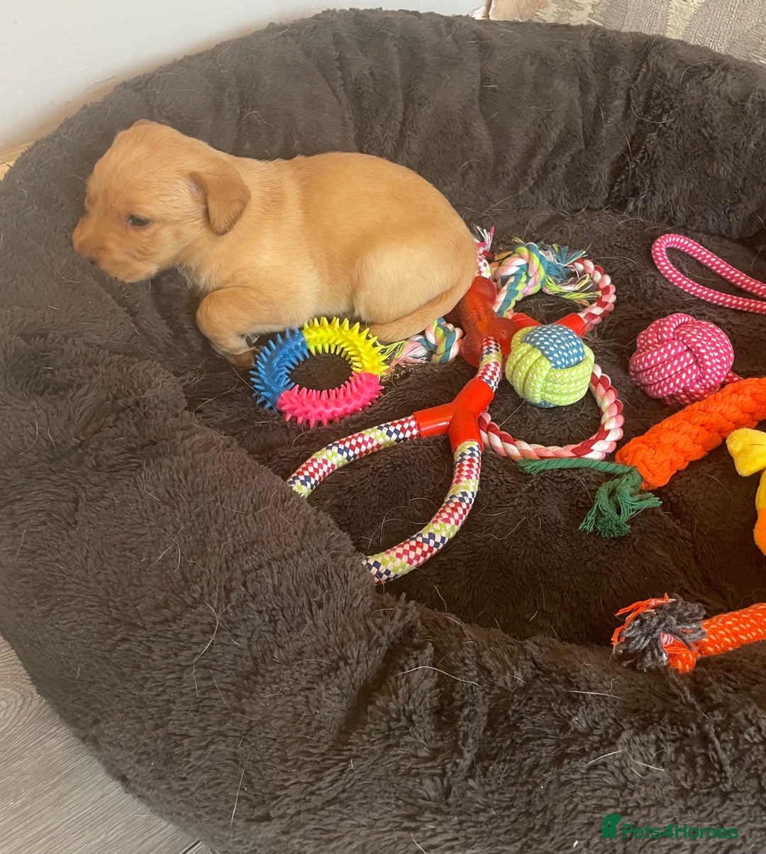 Labrador Retriever dogs for sale: Adorable Golden and Fox Red Puppies - Image 8