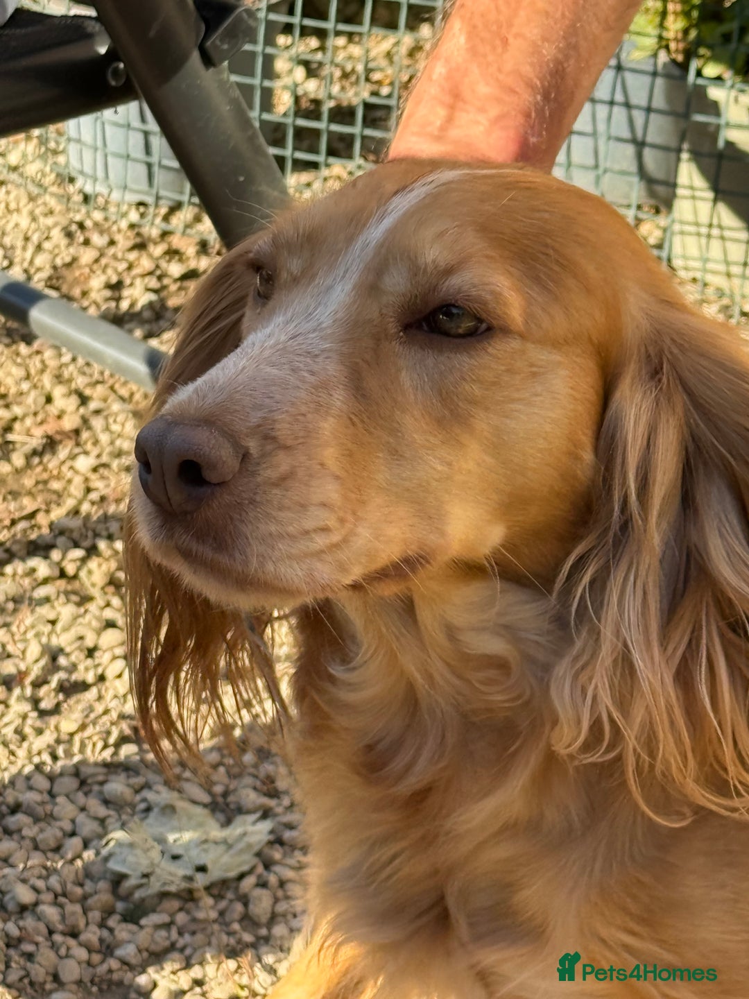 Cockapoo dogs for sale: F1 standard Cockapoo’s  - Advert 2