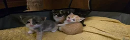 Mixed Breed cats for sale: Gorgeous kittens - Advert 3