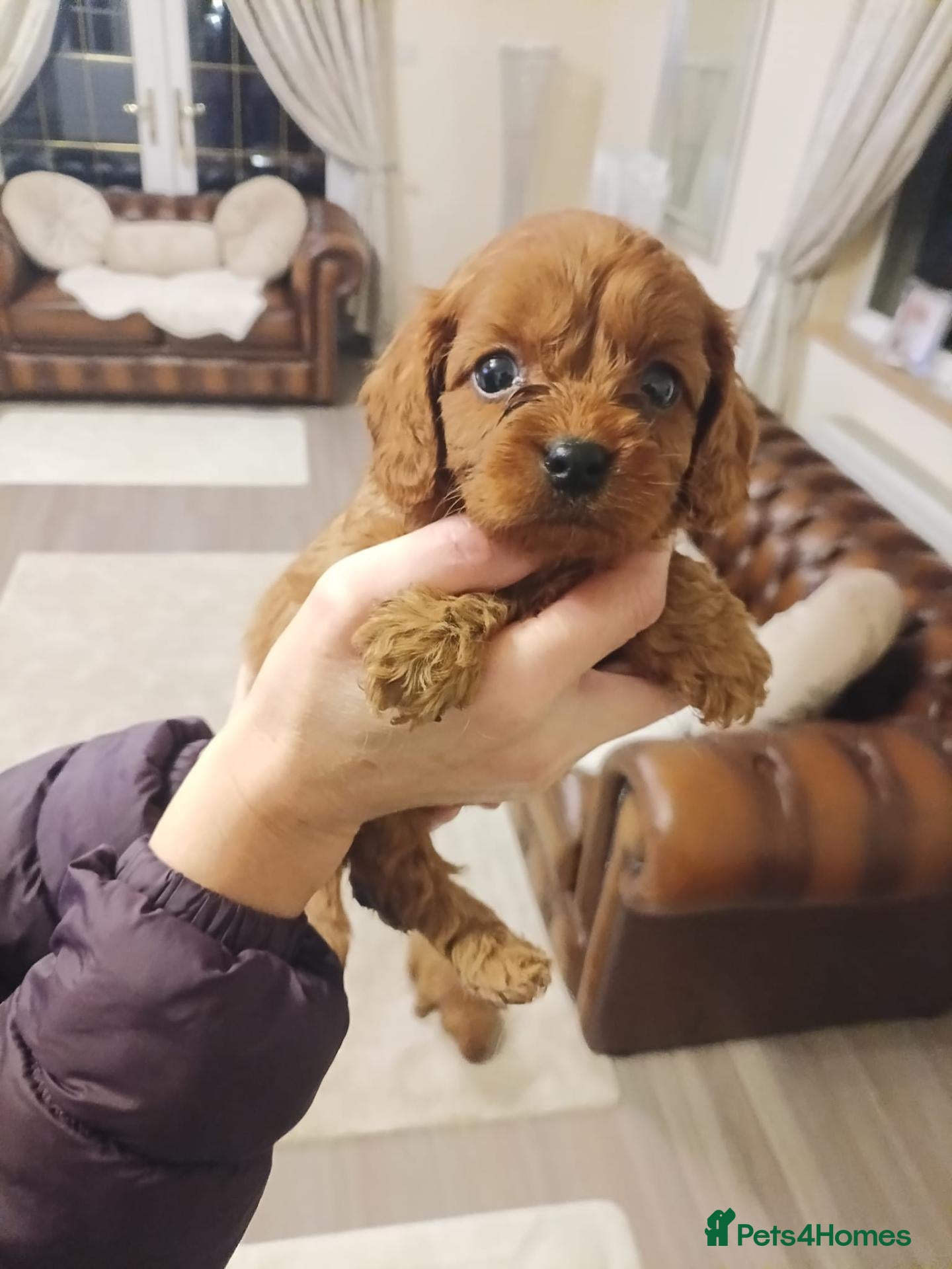 Cavapoo dogs Cavapoo puppies last boy!!! ,♥️ - Advert 18