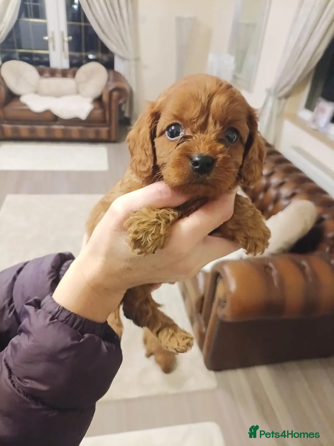 Cavapoo dogs for sale: Cavapoo puppies in Glenrothes - Advert 2