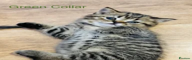 Kitten Green Collar 