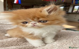 Exotic cats for sale: Exotic pedigree kittens  - Image 20
