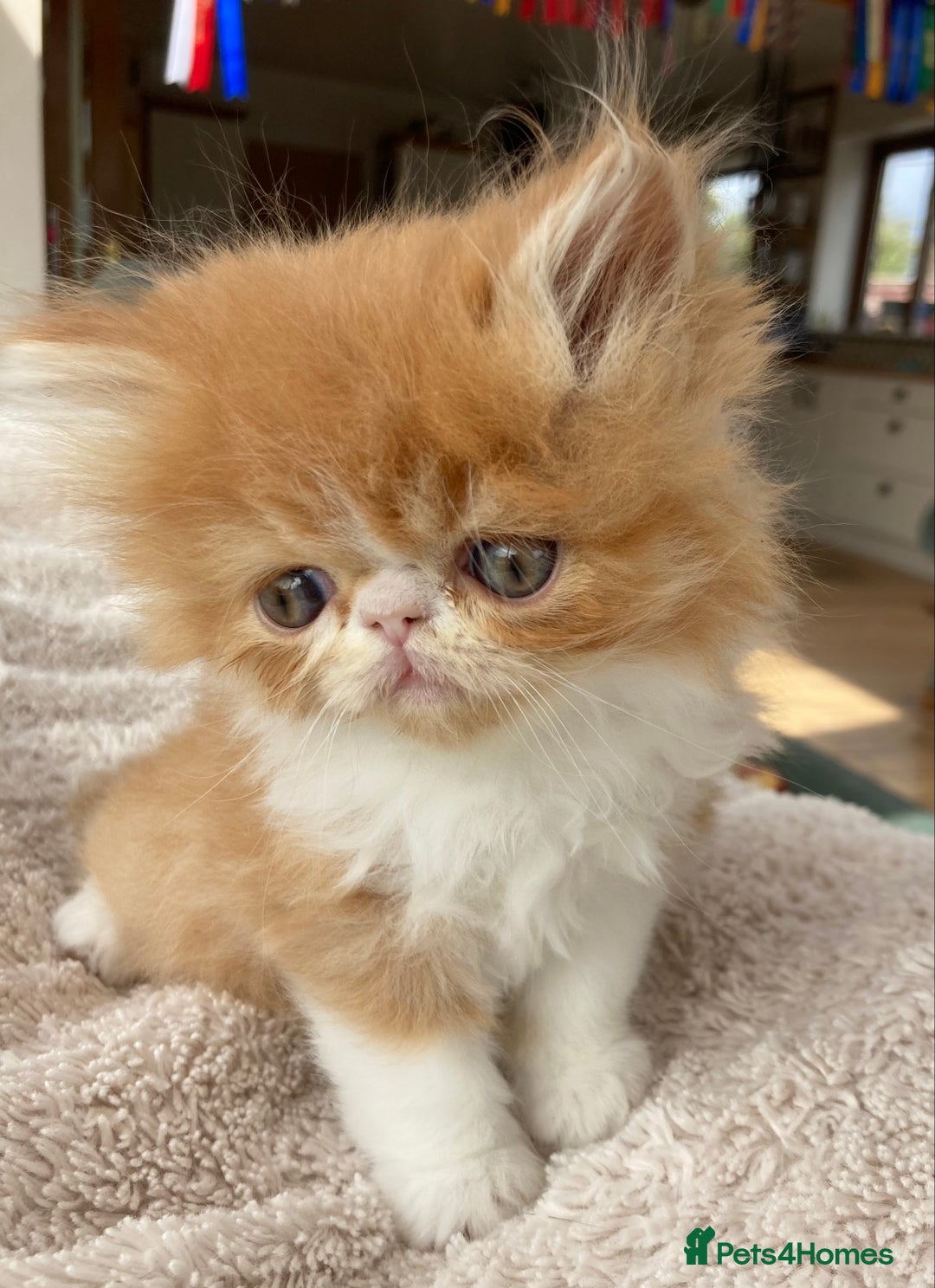 Exotic cats for sale: Exotic pedigree kittens  - Image 20