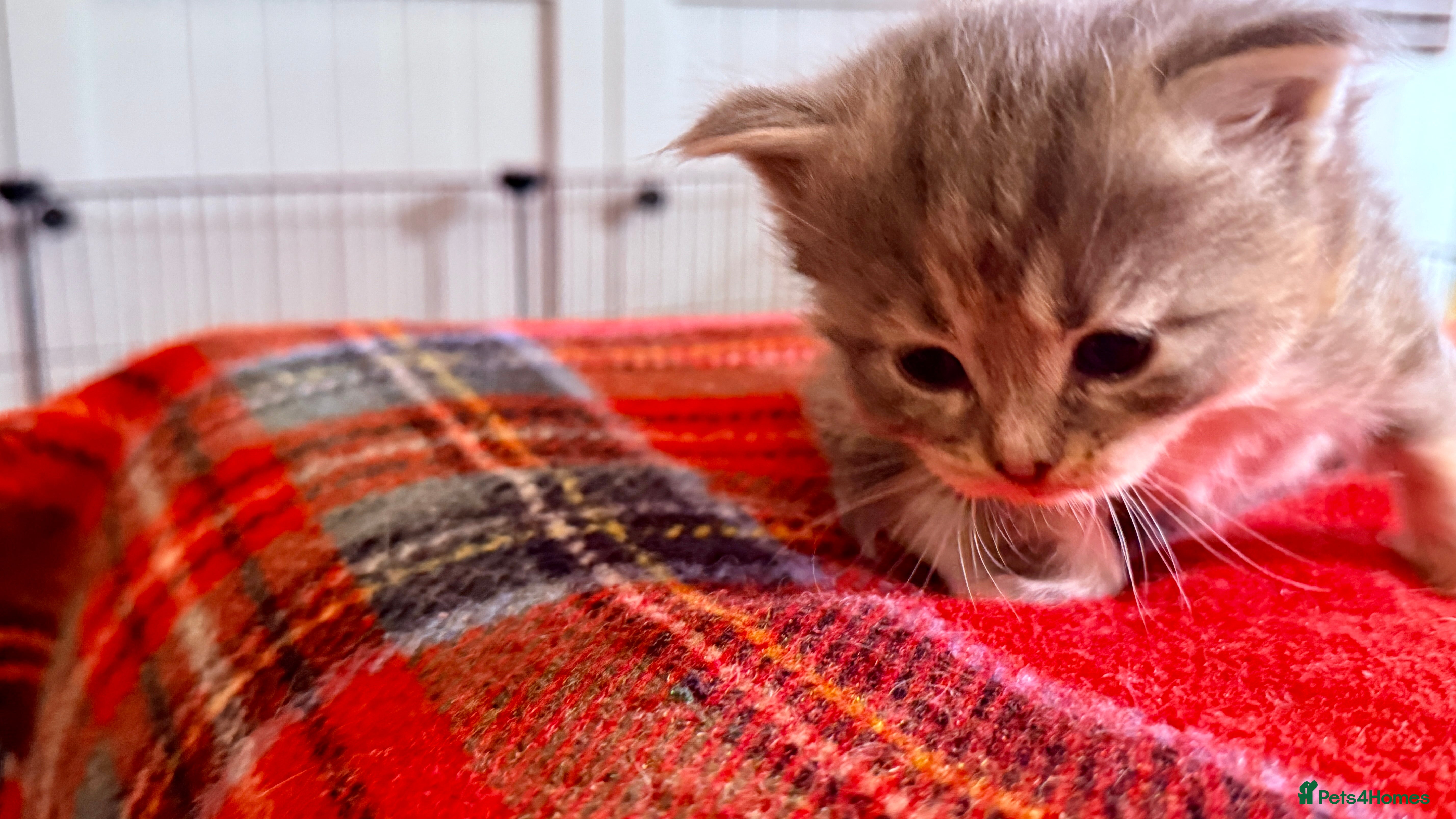 Ragcoon cats for sale: Gorgeous, fluffy litter of 6 RagCoon Kittens - Advert 6