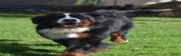 Bernese Mountain Dog dogs for sale: VERY SPECIAL GIRL LOOKING FOR VERY SPECIAL HOME - Advert 4