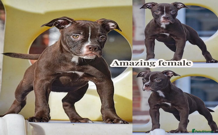 Olde English Bulldogge dogs COUNCIL APPROVED⭐️5 RATED. 23 YEARS EXPERIENCE  - Advert 3