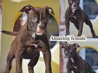 Olde English Bulldogge dogs COUNCIL APPROVED⭐️5 RATED. 23 YEARS EXPERIENCE - Advert 5