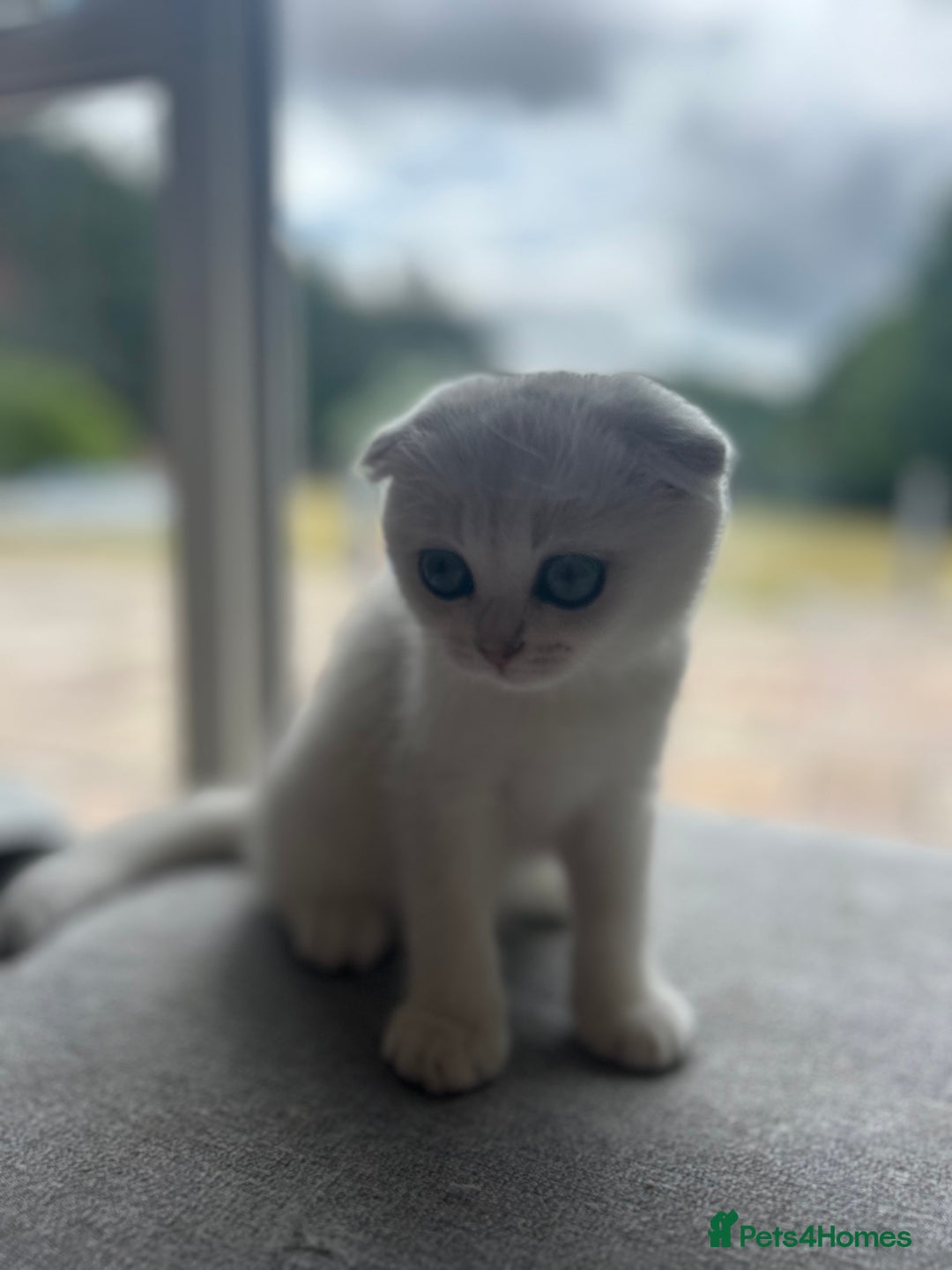 Scottish Fold cats for sale: LAST ONE - READY to LEAVE - PEDIGREE  - Image 16