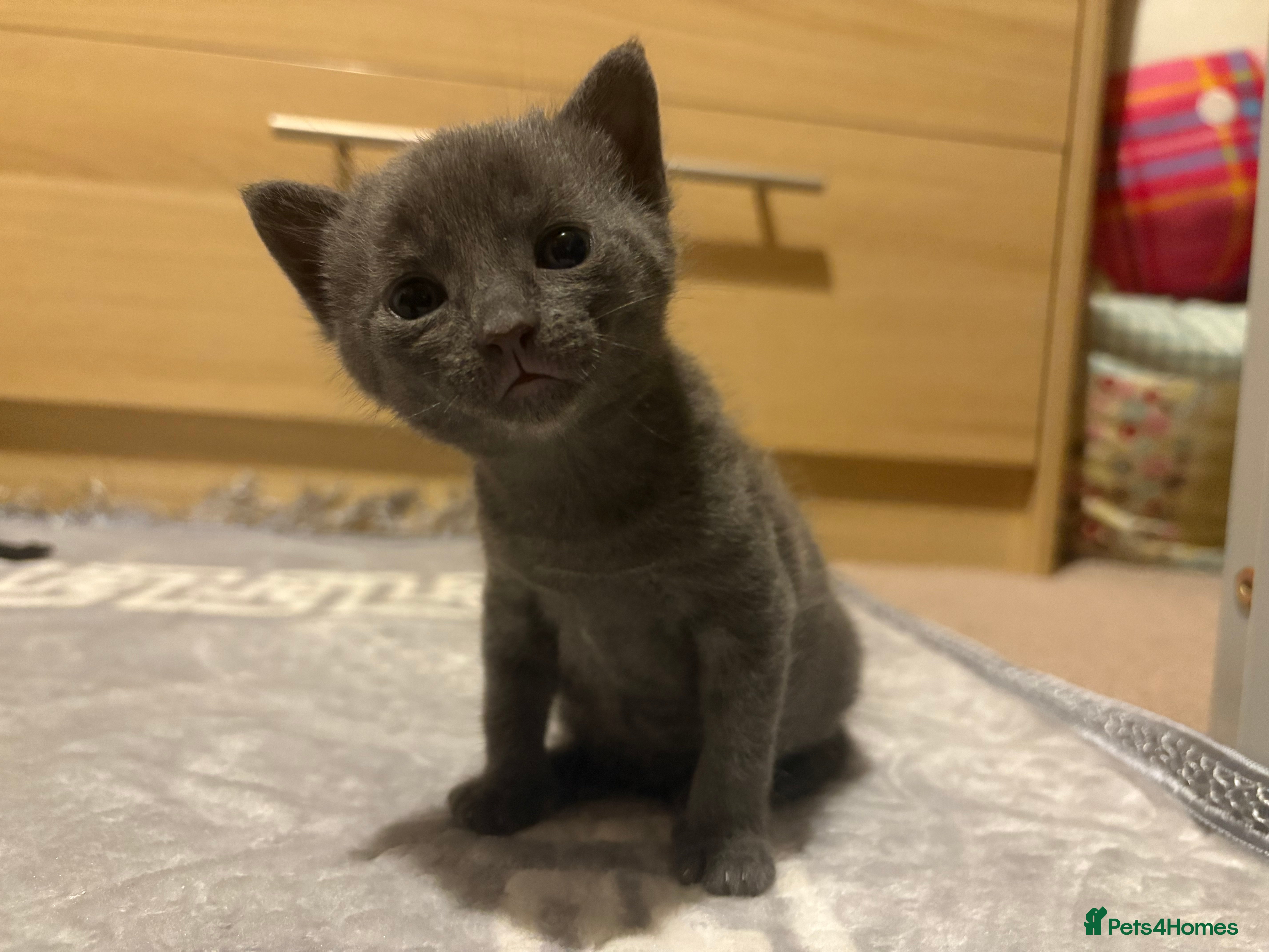 Chartreux cats Male kitten - Advert 14