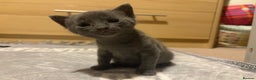 Chartreux cats for sale: Male kitten - Advert 1