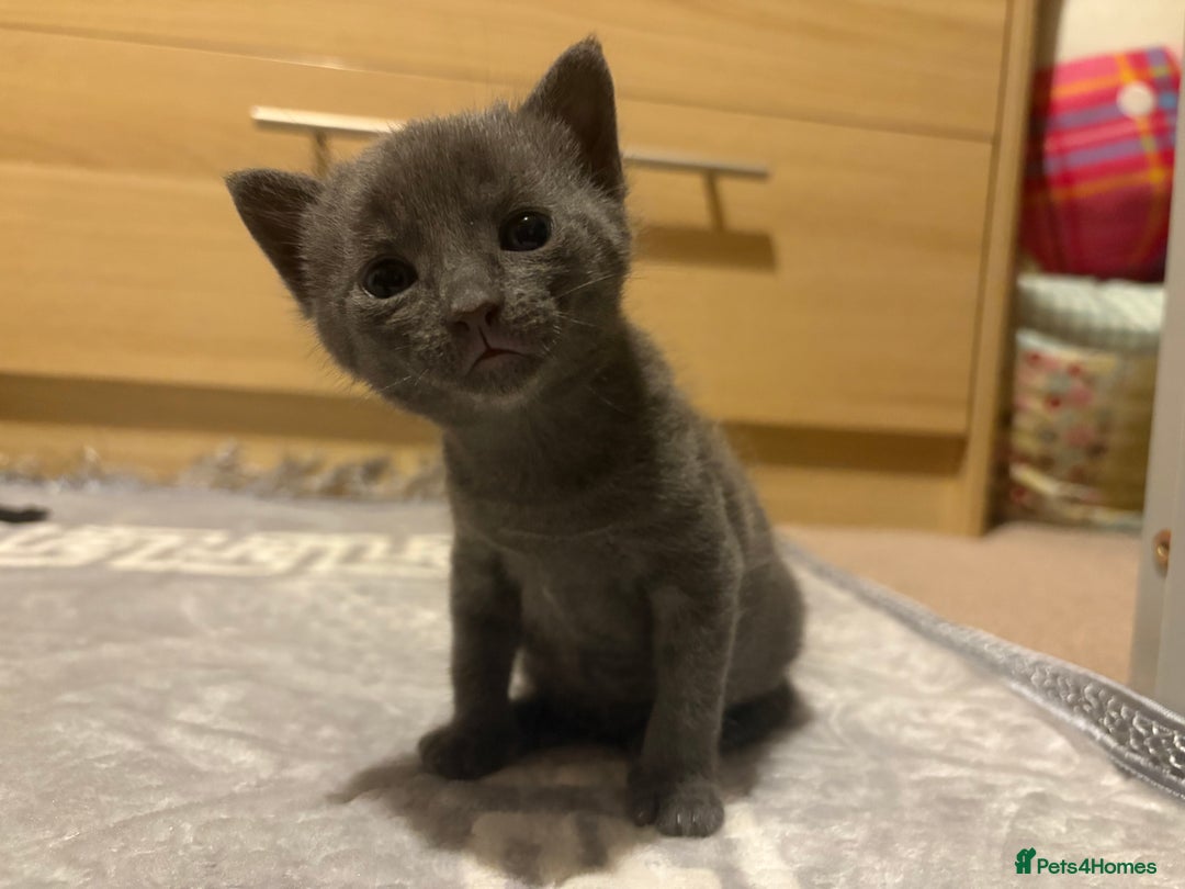 Chartreux cats for sale: Male kitten - Advert 1