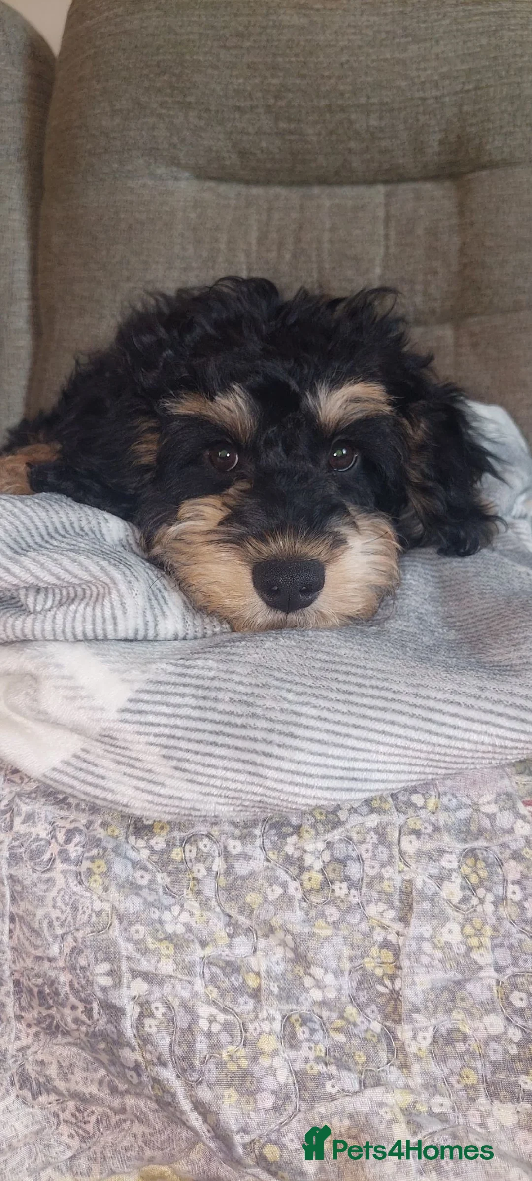 Jackapoo dogs for sale: Buster male jackapoo puppy - Advert 1