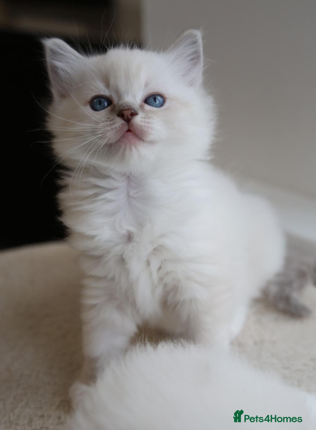 Ragdoll cats for sale: GCCF Ragdoll kittens. Lynx, Blue point, mitted. - Advert 12