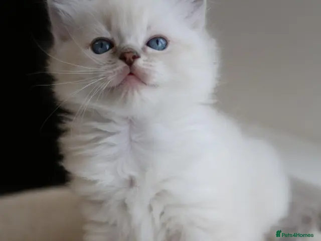 Ragdoll cats for sale: GCCF Ragdoll kittens. Lynx, Blue point, mitted. - Advert 12