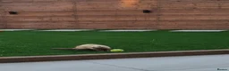 Ferret rodents for sale: Two working line Jill Ferrets need rehoming - Advert 5