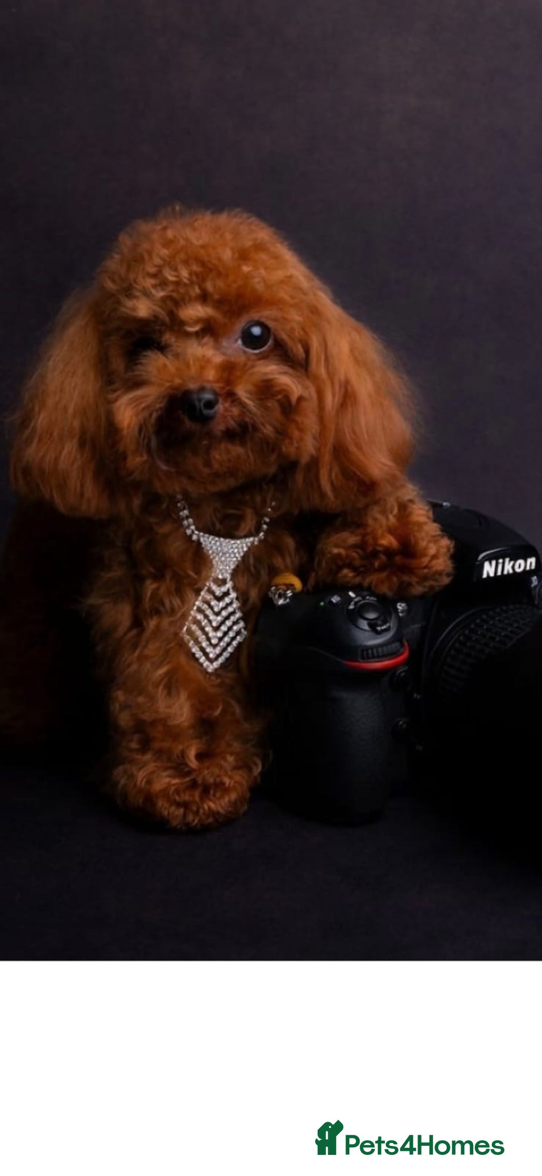 Maltipoo dogs for sale: 4 Stunning F1 Asian Maltipoos Health checked  - Advert 3