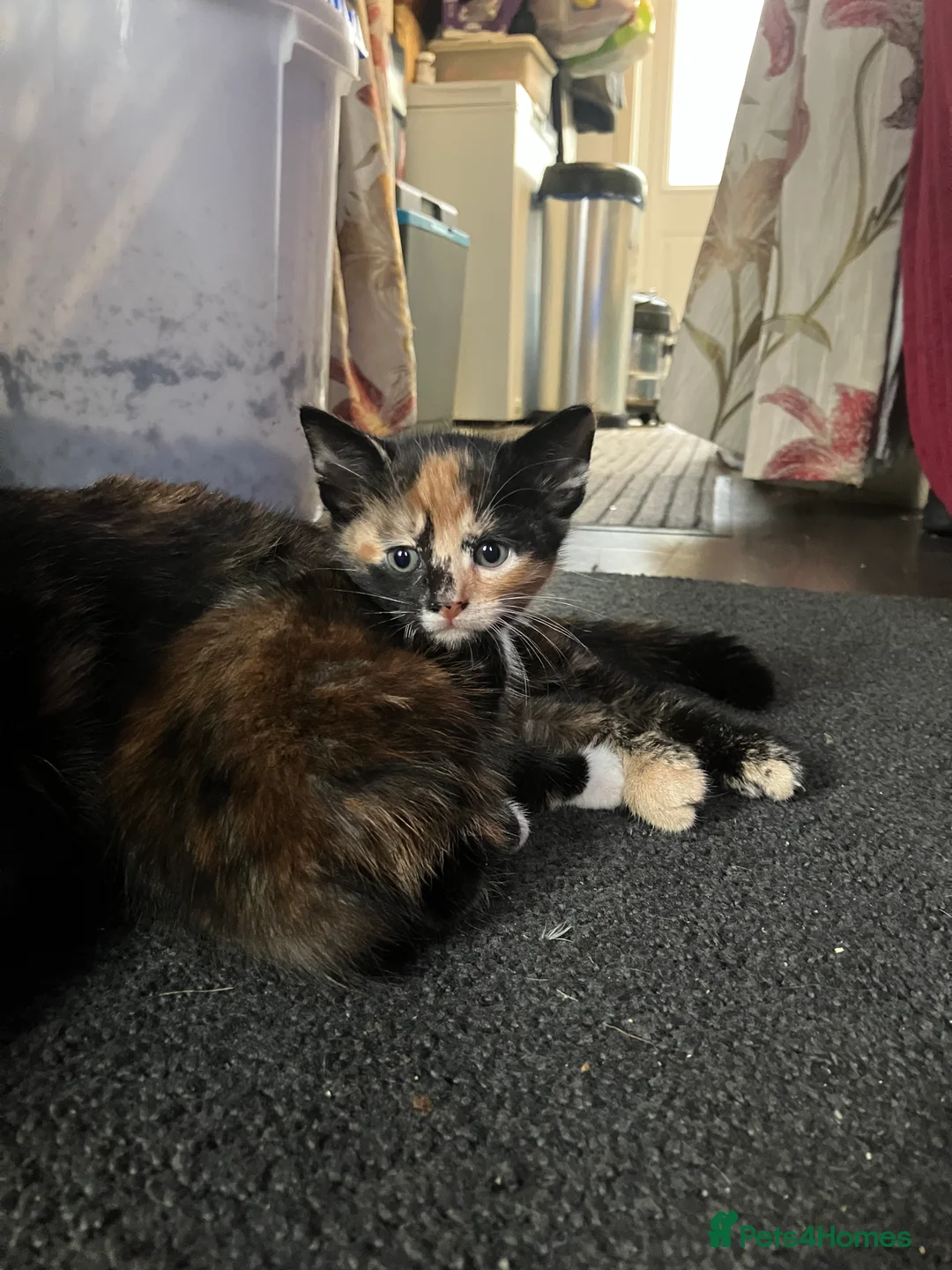 Mixed Breed cats for sale: Calico 13 week old kitten - Advert 2