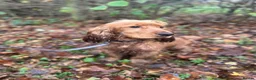 Cocker Spaniel dogs for stud: Dougie for stud - Advert 3
