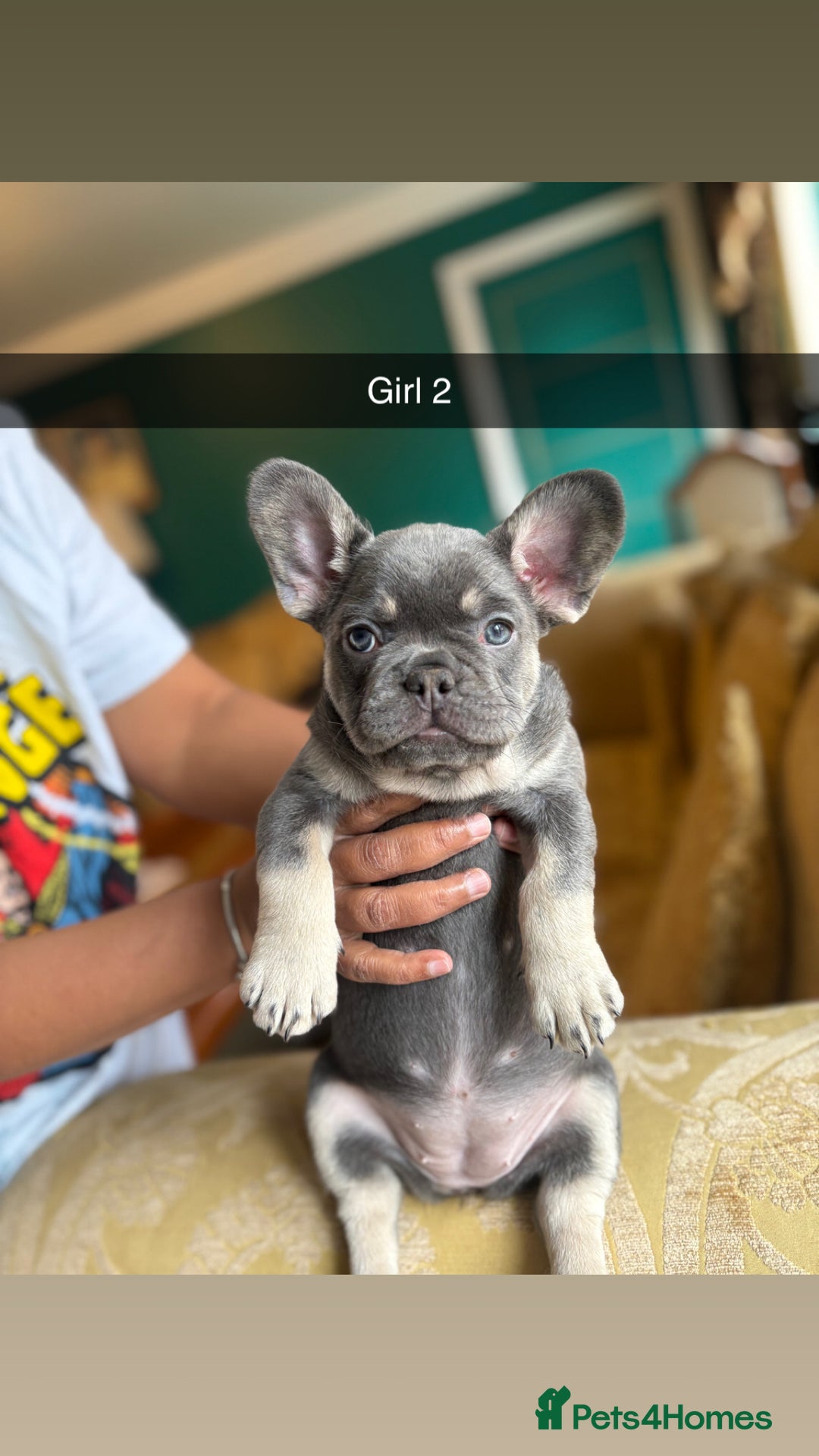 French Bulldog dogs for sale: Reduced French Bulldogs - Advert 9