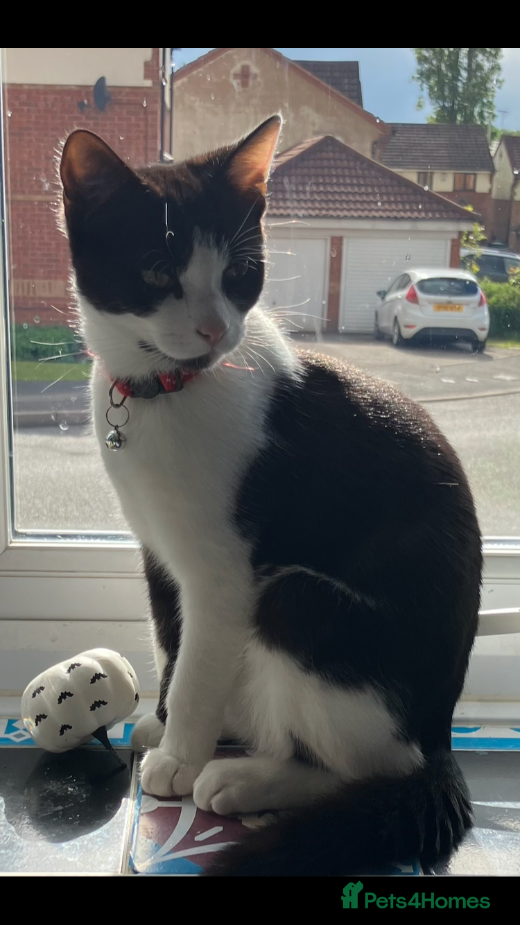 Mixed Breed cats for sale: Two young cats for rehoming  - Advert 2