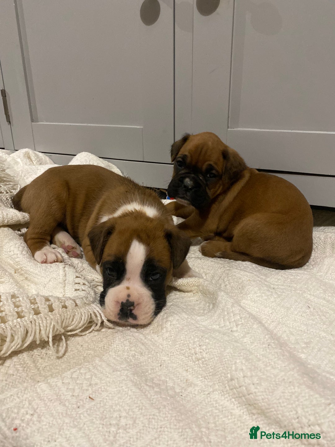 Boxer dogs for sale: 🌟 Beautiful Boxer Puppies for Sale 🌟 - Advert 2
