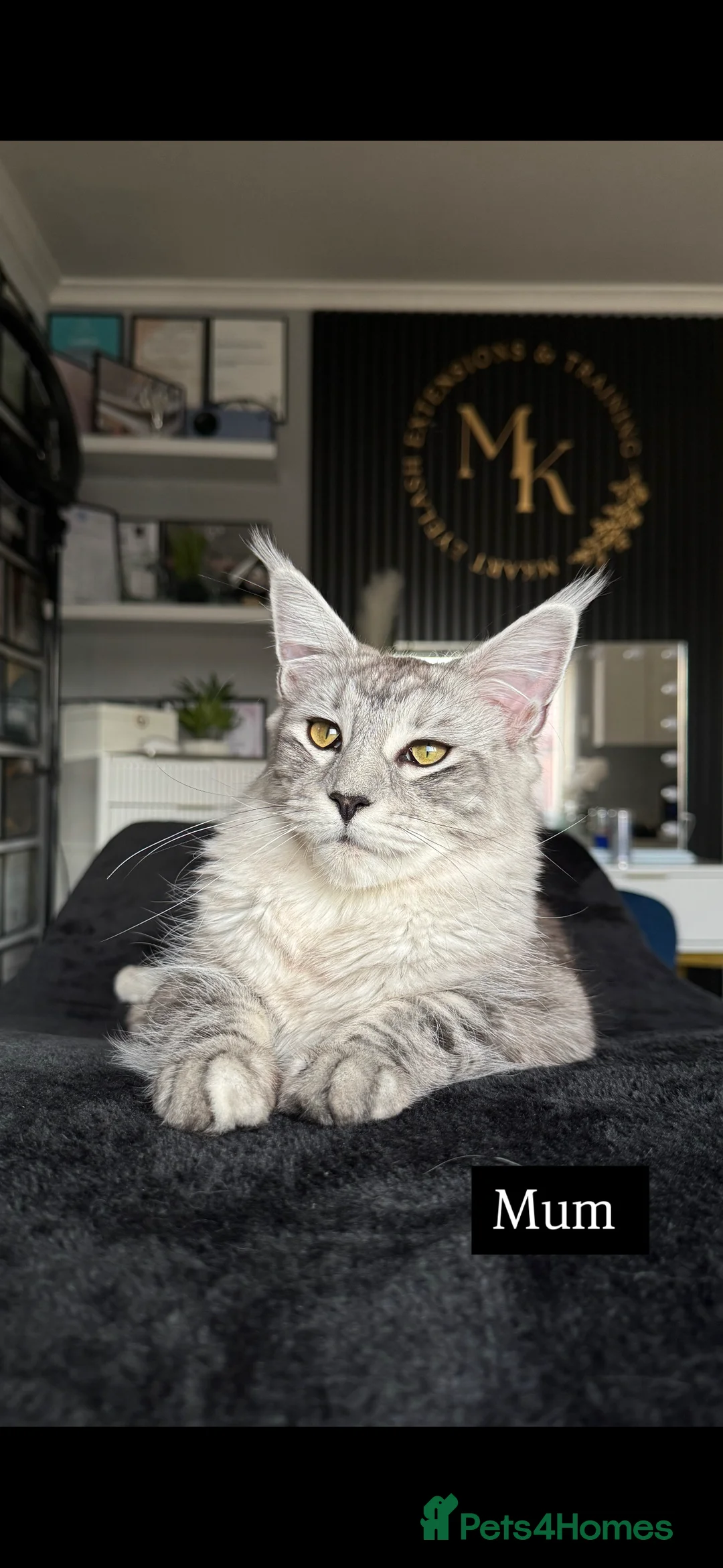 Maine Coon cats for sale: Russian maine coon kittens✨🩷 - Advert 1