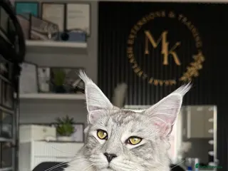 Maine Coon cats Russian maine coon kittens✨🩷 - Advert 1