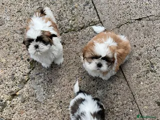 Shih Tzu dogs Full shih tzu puppies - Advert 4