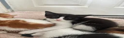 Mixed Breed cats for sale: Beautiful kittens  in Leeds - Advert 5