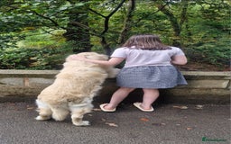 Golden Retriever dogs for stud: Purebred Golden Retriever for Stud - Image 14