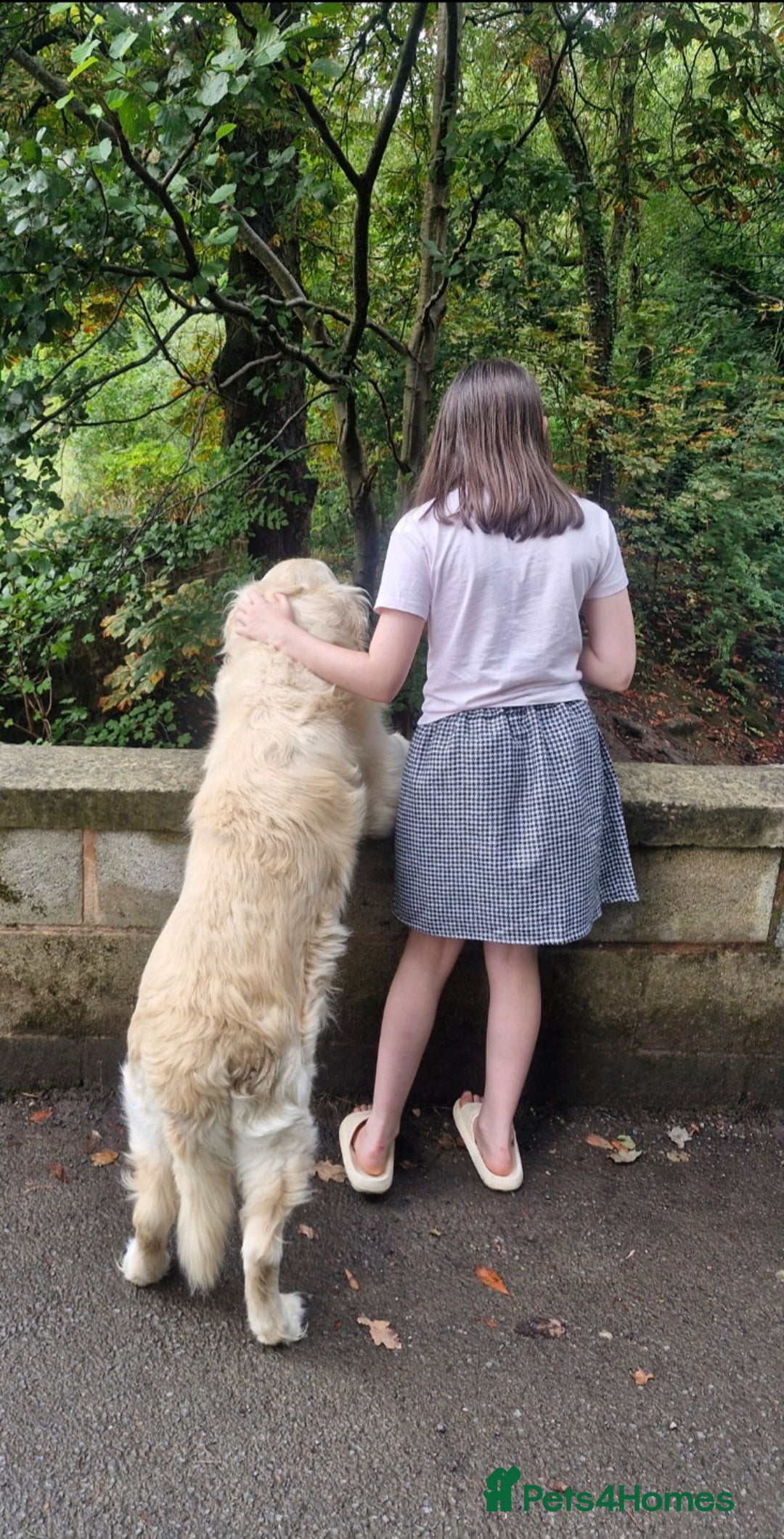 Golden Retriever dogs for stud: Purebred Golden Retriever for Stud - Image 14