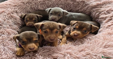 Jack Russell dogs - Advert 1