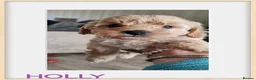 Cavapoo dogs for sale: Beautiful Cavapoos  - Advert 4