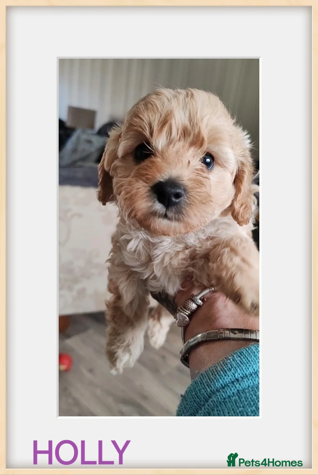 Cavapoo dogs for sale: Beautiful Cavapoos  - Advert 4