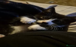 Domestic Shorthair cats for sale: Little chonk  - Image 1